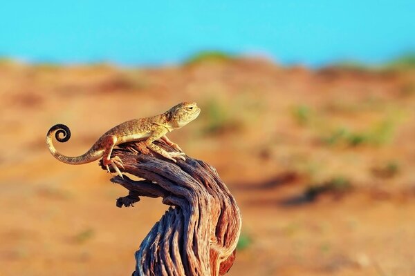 Excellent pose of a crawling lizard