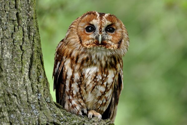 Hibou gris est assis sur un arbre