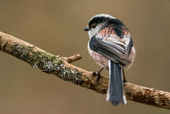 Tit coda lunga su un ramo di un albero