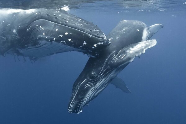 Two blue whales play in the sea