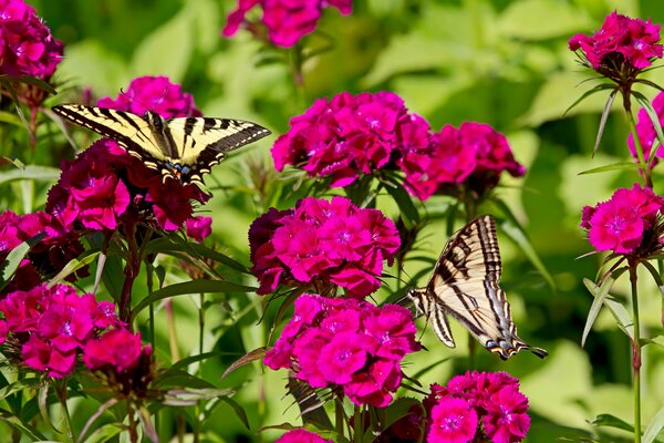 Mariposas brillantes sentadas en claveles rosados