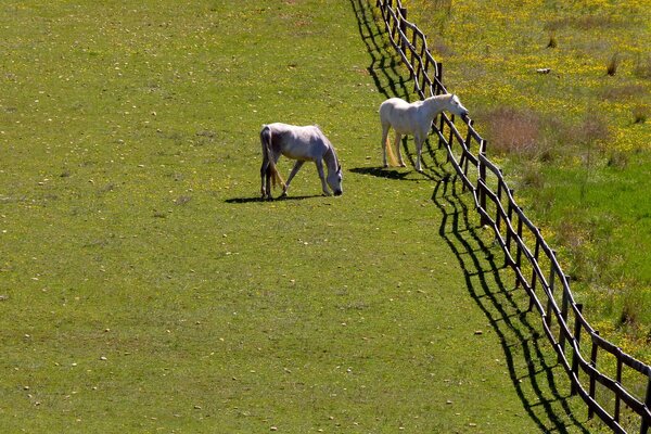 Zwei Pferde auf einer grünen Wiese