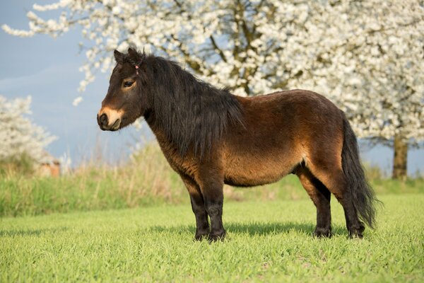 A small horse on a green background