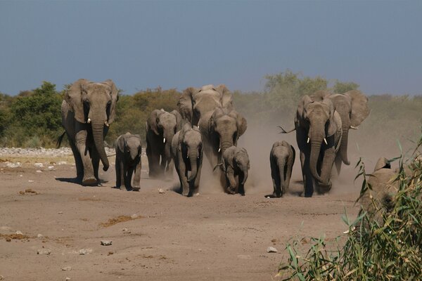 A herd of elephants in search of water