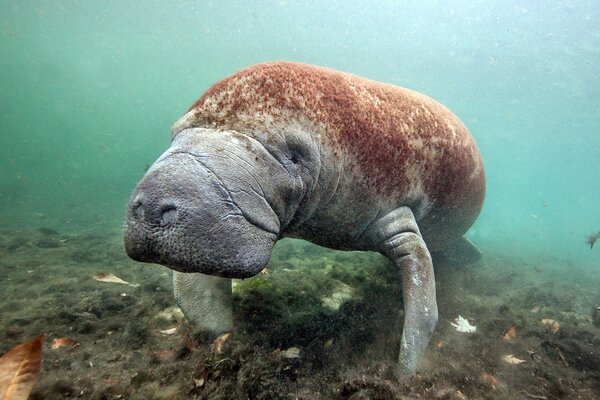 Cute manatee swims at the bottom of the sea