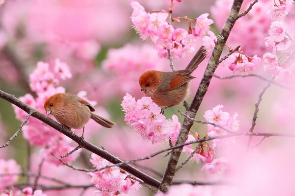 Jardin de printemps avec deux oiseaux