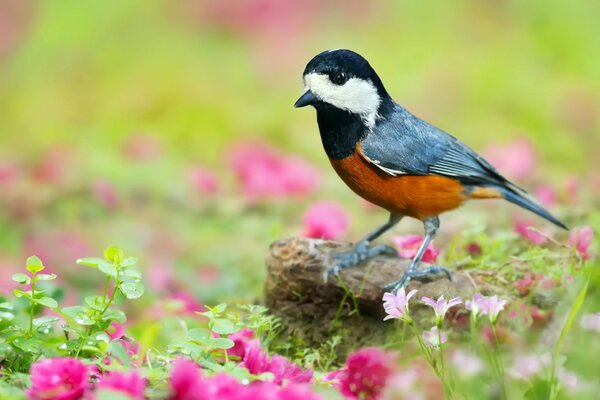 Japonés tit en la piedra entre las flores