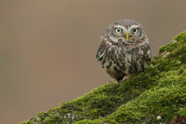 Hibou-oiseau assis sur la Butte d une énorme colline