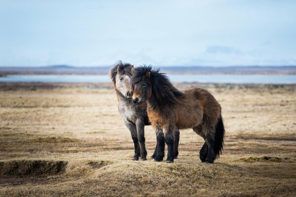 In Islanda, i pony sono i più belli