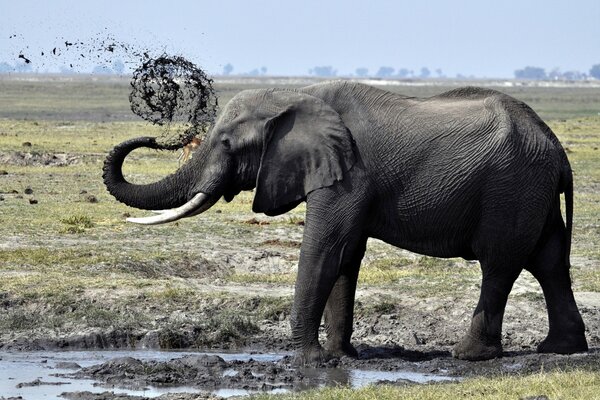 L elefante fa la doccia in una pozzanghera