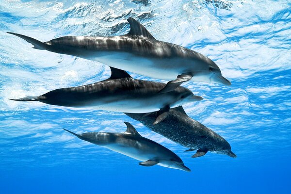 Quatre dauphins nagent dans l océan