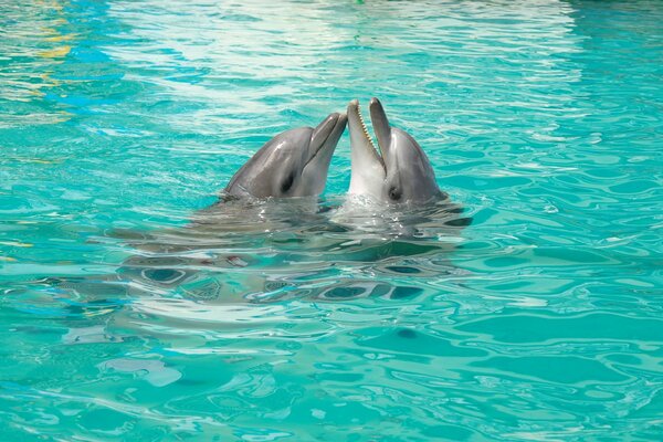 Joug dans l amour chez les dauphins