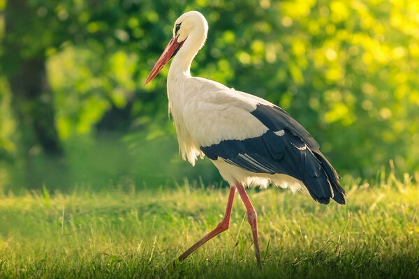 Storch schlendert über grüne Wiese