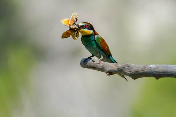 L abeille chasse les papillons