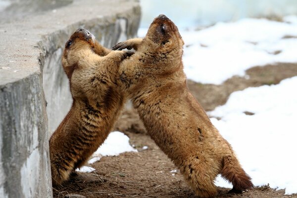 Lucha marmotas día de invierno