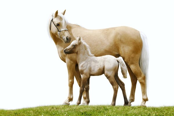 Family idyll, a white horse with his horse