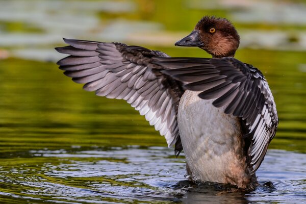 Canard sur l eau