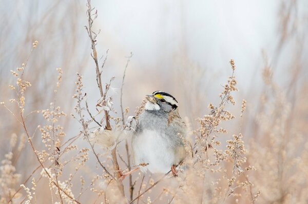 Oiseau sur la branche