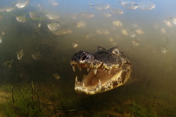 Бразильский кллигатор среди водной растительности