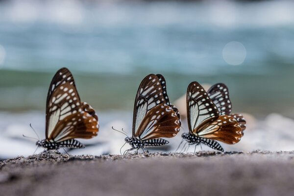 Schmetterling braun grau weiß