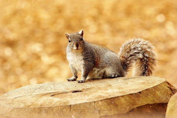 Photo of a squirrel on a stump