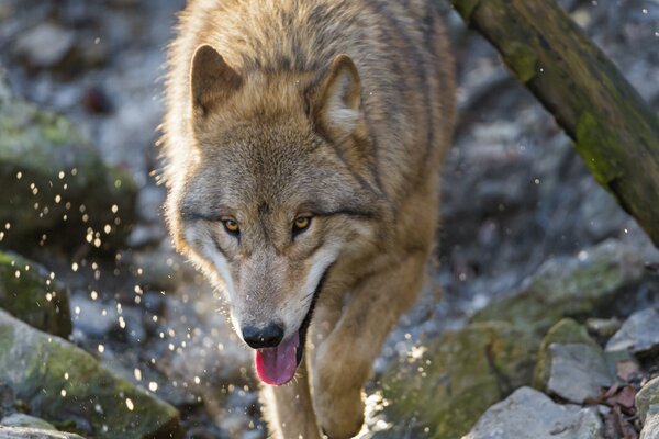 Foto von einem Raubtier der Wolf läuft über das Wasser