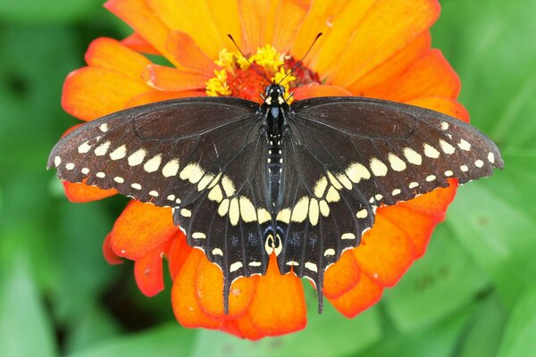 Imagen macro de una mariposa en una flor