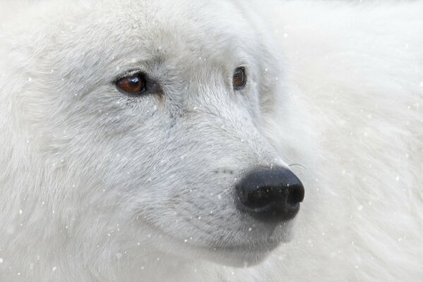 The muzzle of a white wolf near