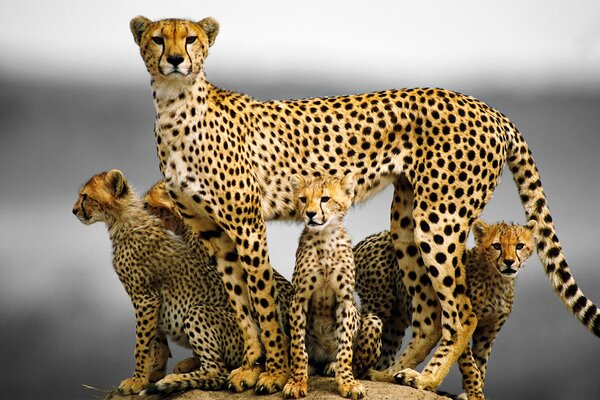 Eine Familie von Geparden aus einer Katze mit Kätzchen