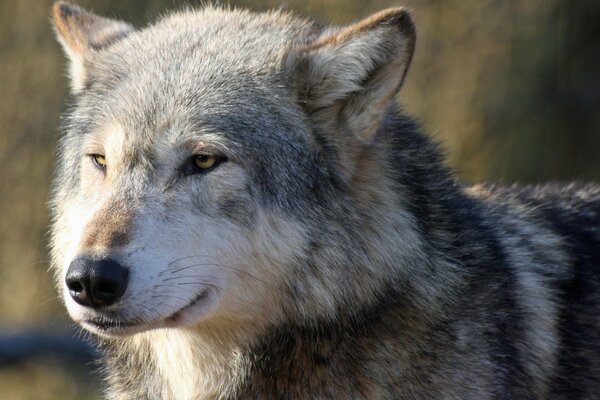 The muzzle of a wolf with the gaze of a predator