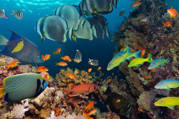 Colored fish on the ocean floor