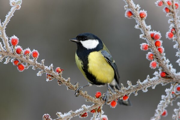 Mésange sur une branche avec des baies congelées