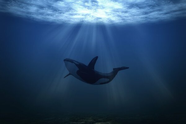 Ballena en la profundidad bajo el agua en los rayos del sol