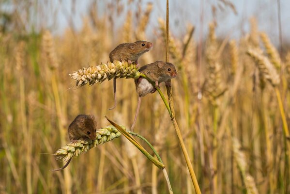 Topi di arvicola in un campo di grano