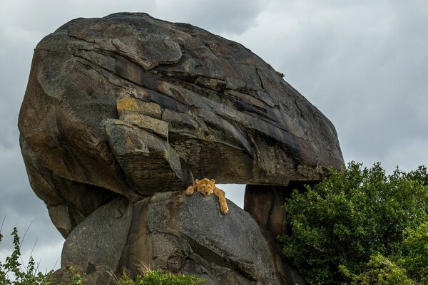 Un León africano descansa sobre un bloque de piedra