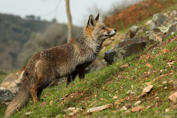 Renard dans la nature