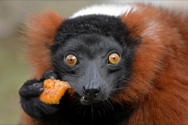 Singe mange un regard surpris