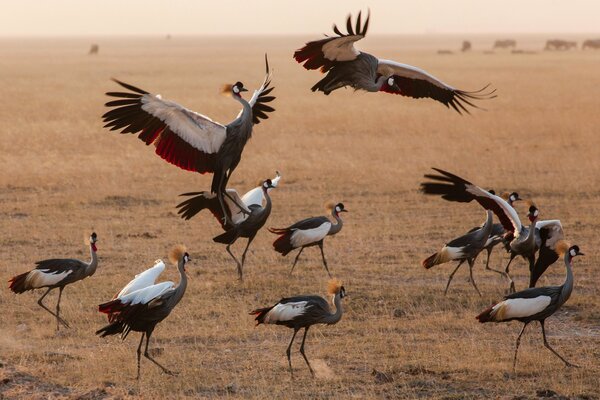 Uno stormo di uccelli nel deserto di kaniya