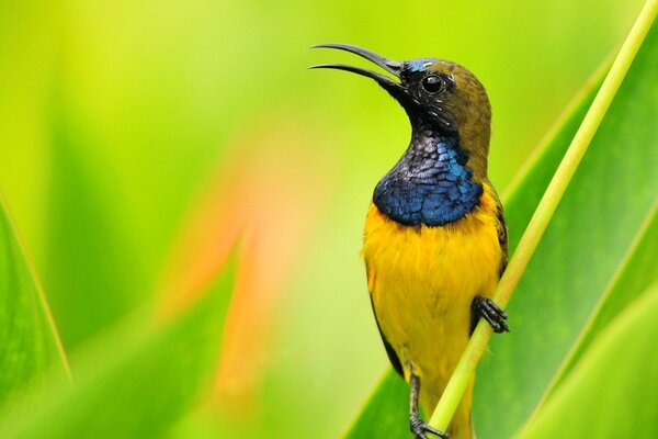 A bird with a long beak on a green background