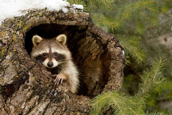 Mignon Raton laveur est assis à l intérieur de la souche