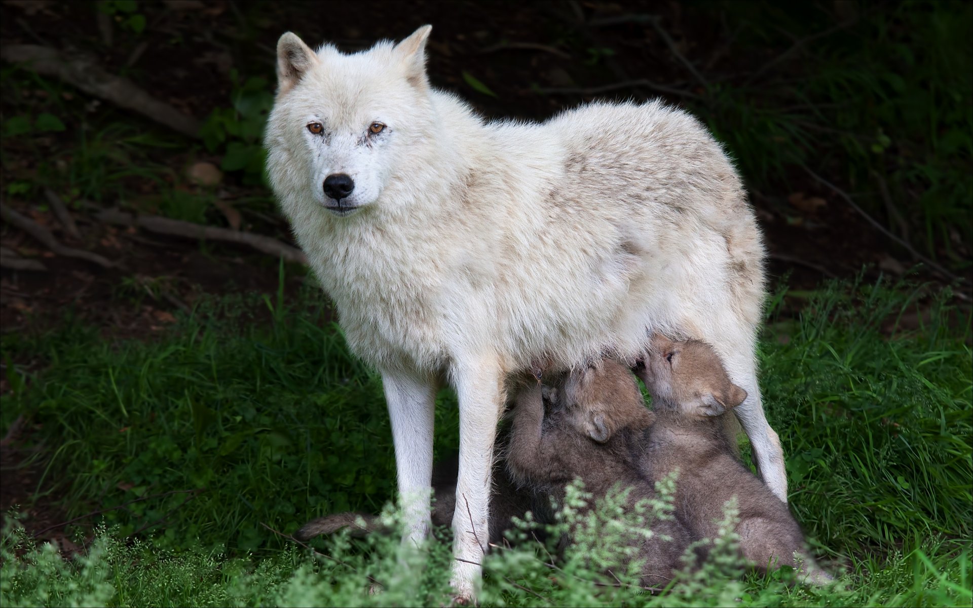 natura animali lupi animali lupo lupo