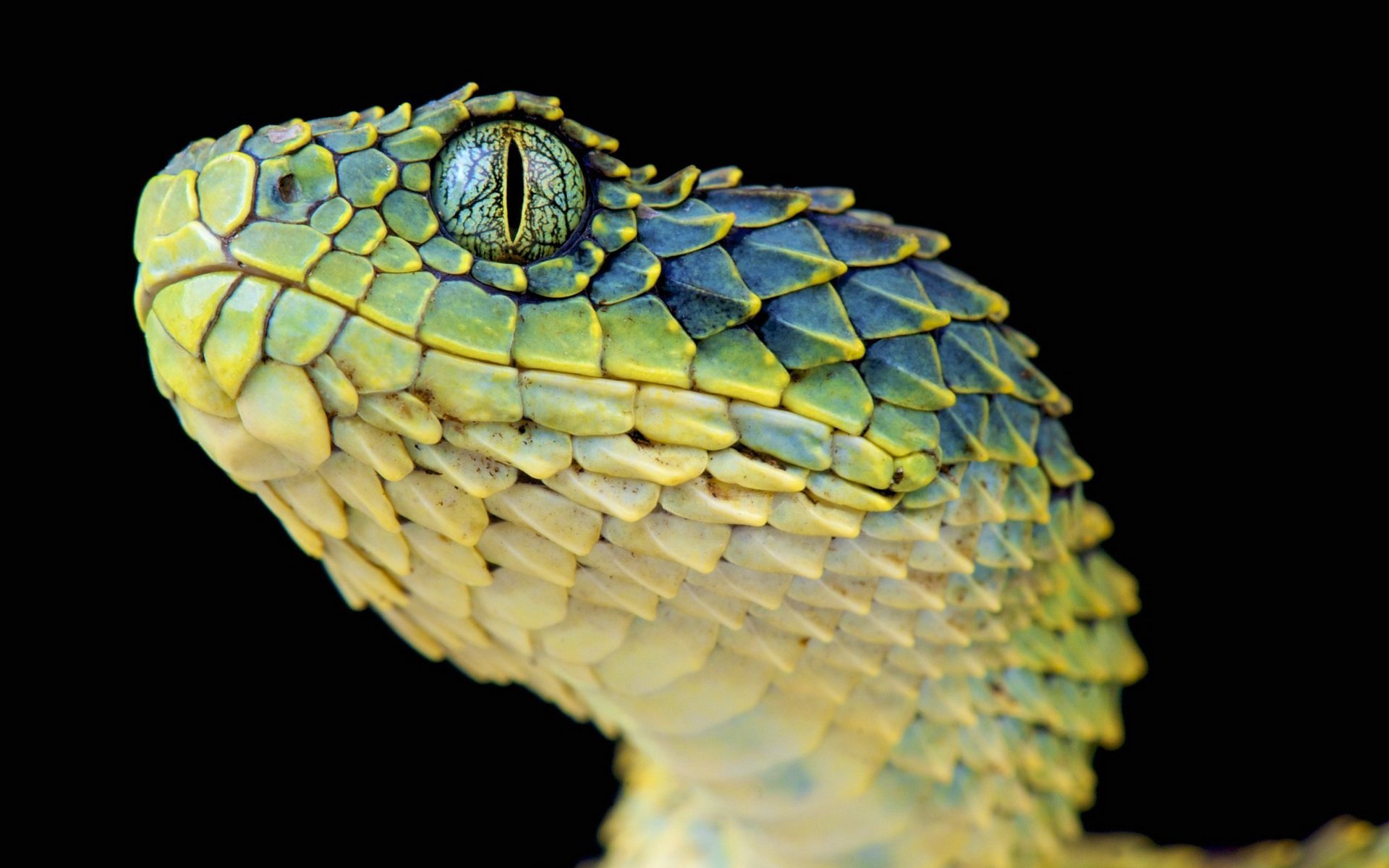 serpiente reptil víbora arbórea áspera