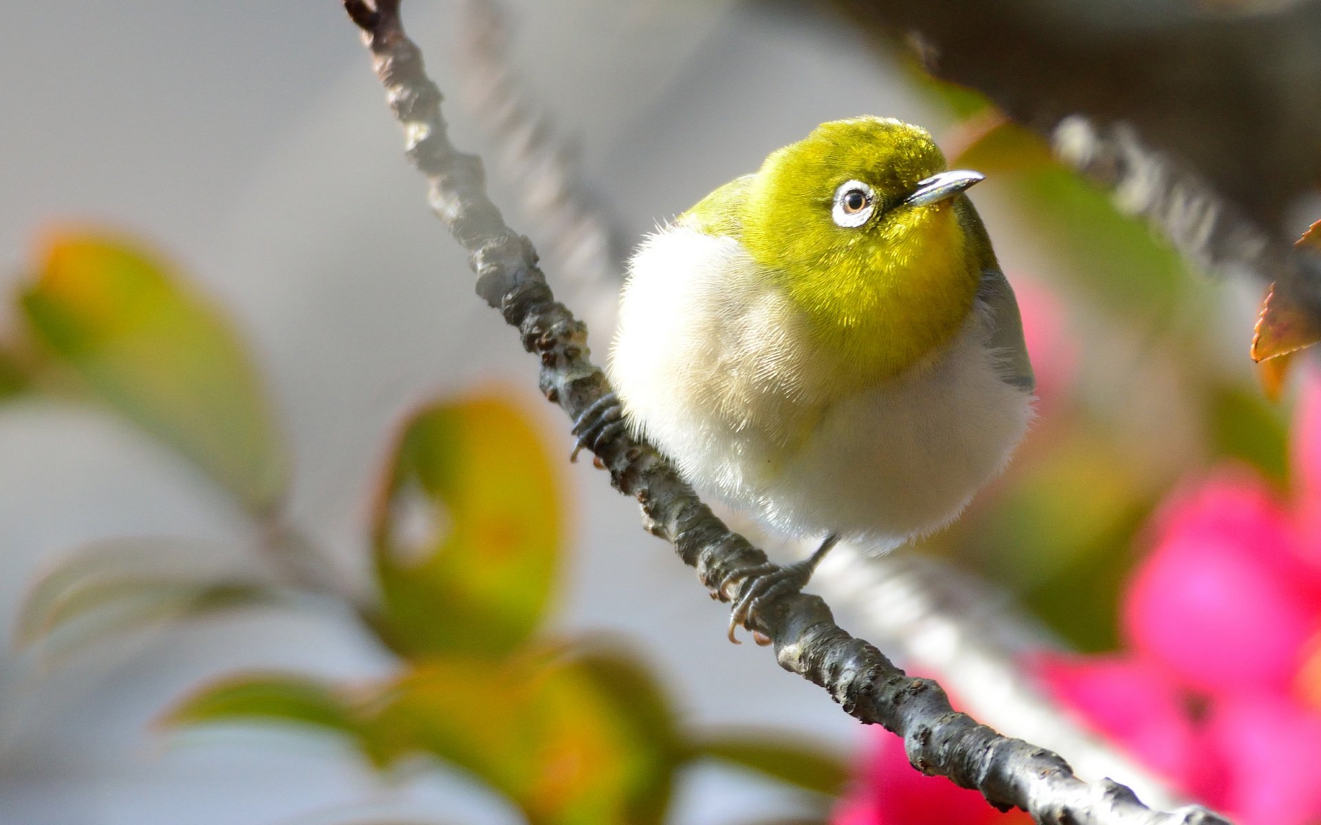 oiseau plumage jaune branche fleurs rose