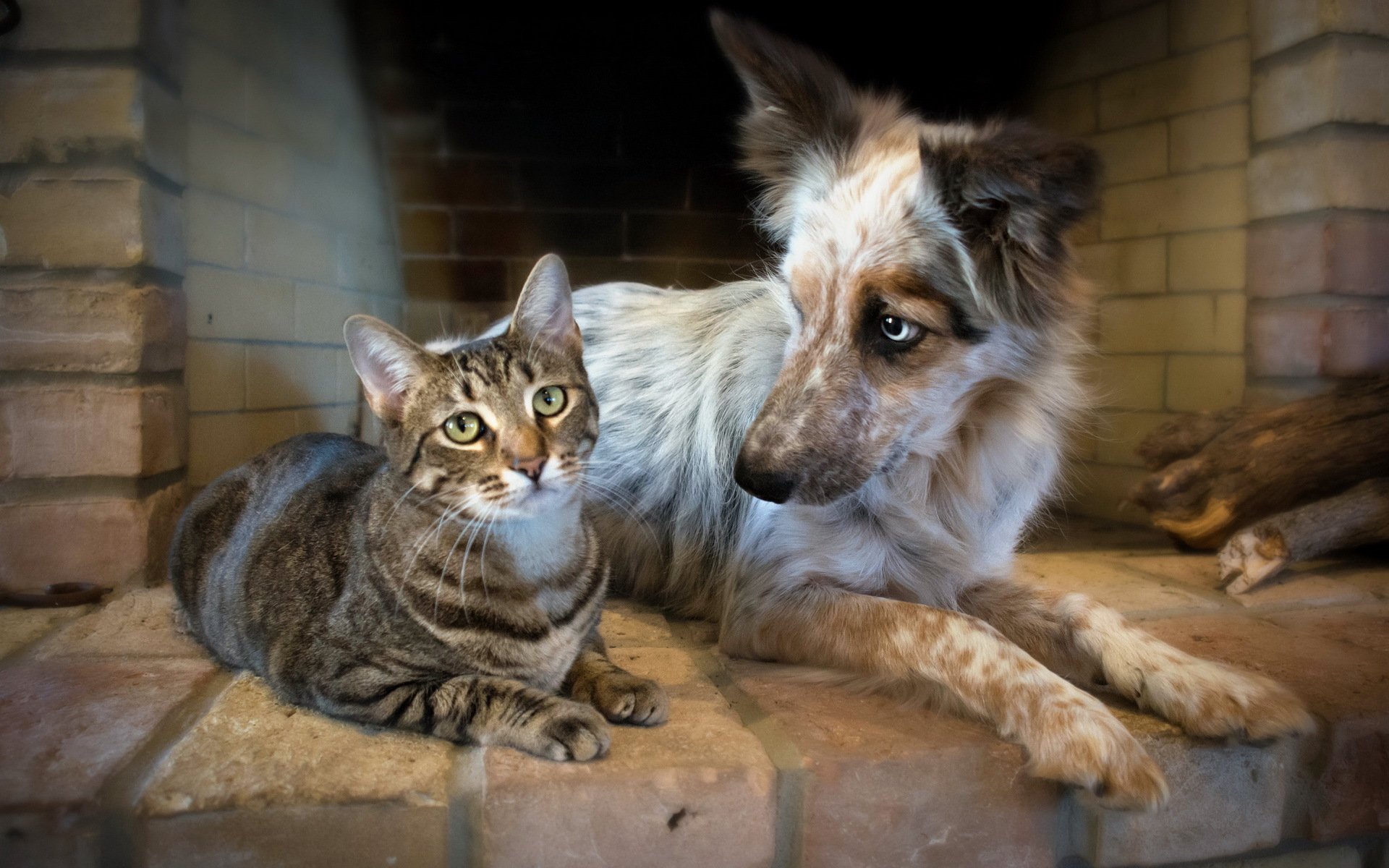 gatto cane amicizia