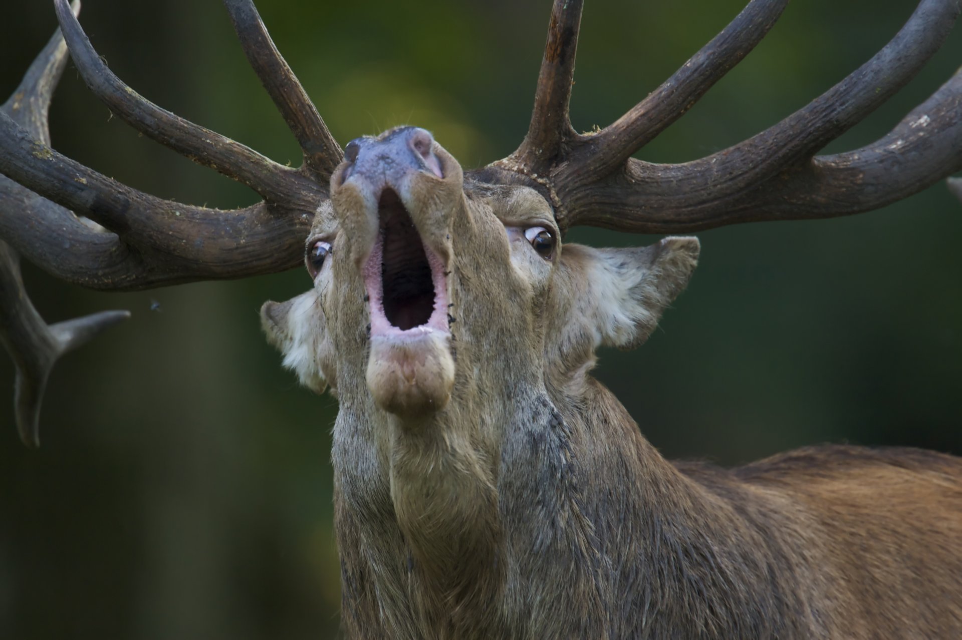 edler hirsch cervus elaphus red deer brüllendes männchen bedrohliche herausforderung für rivalen weibliche anziehungskraft gon-periode klampenborg