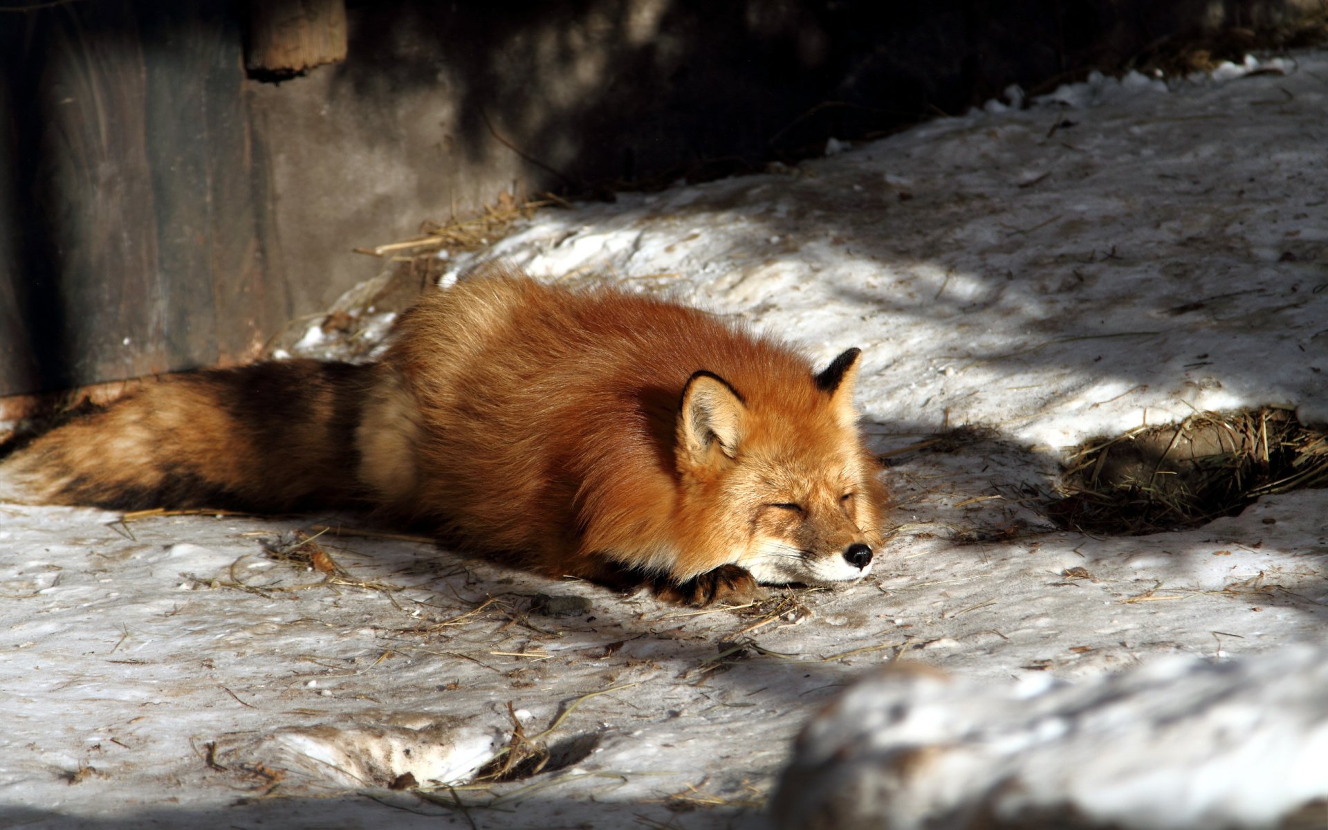 renard nature hiver