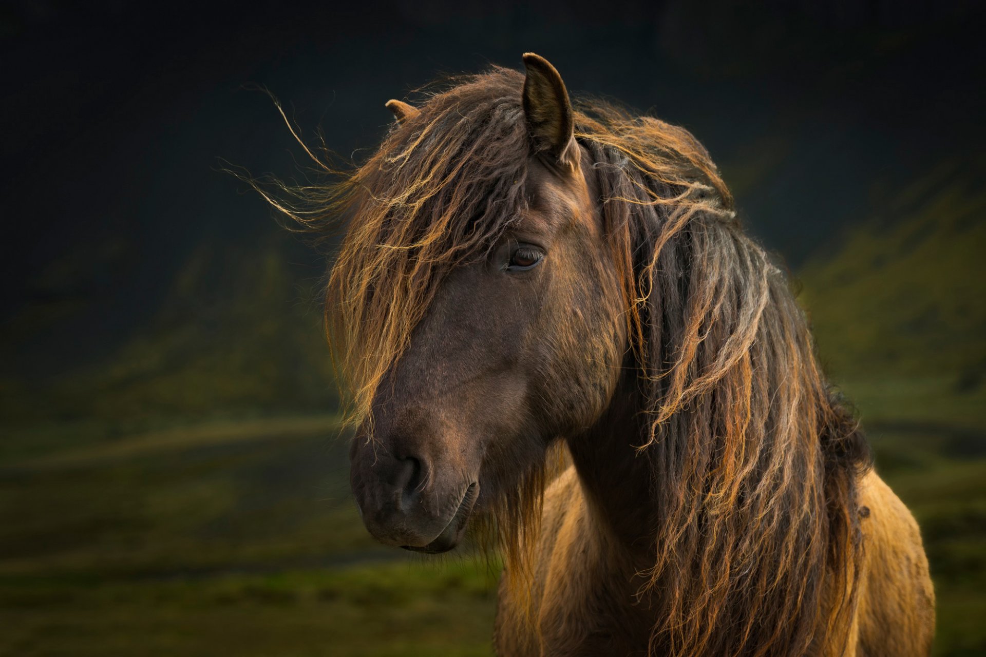 caballo melena mirada