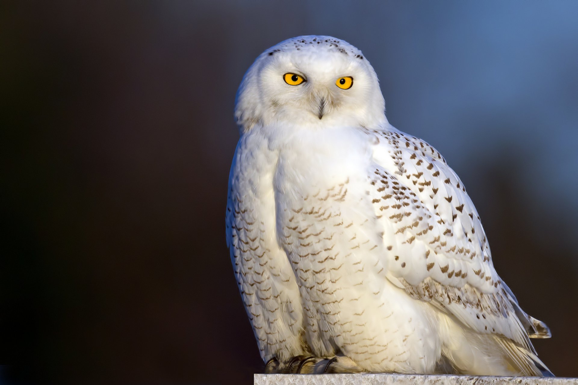 hibou polaire hibou blanc oiseau