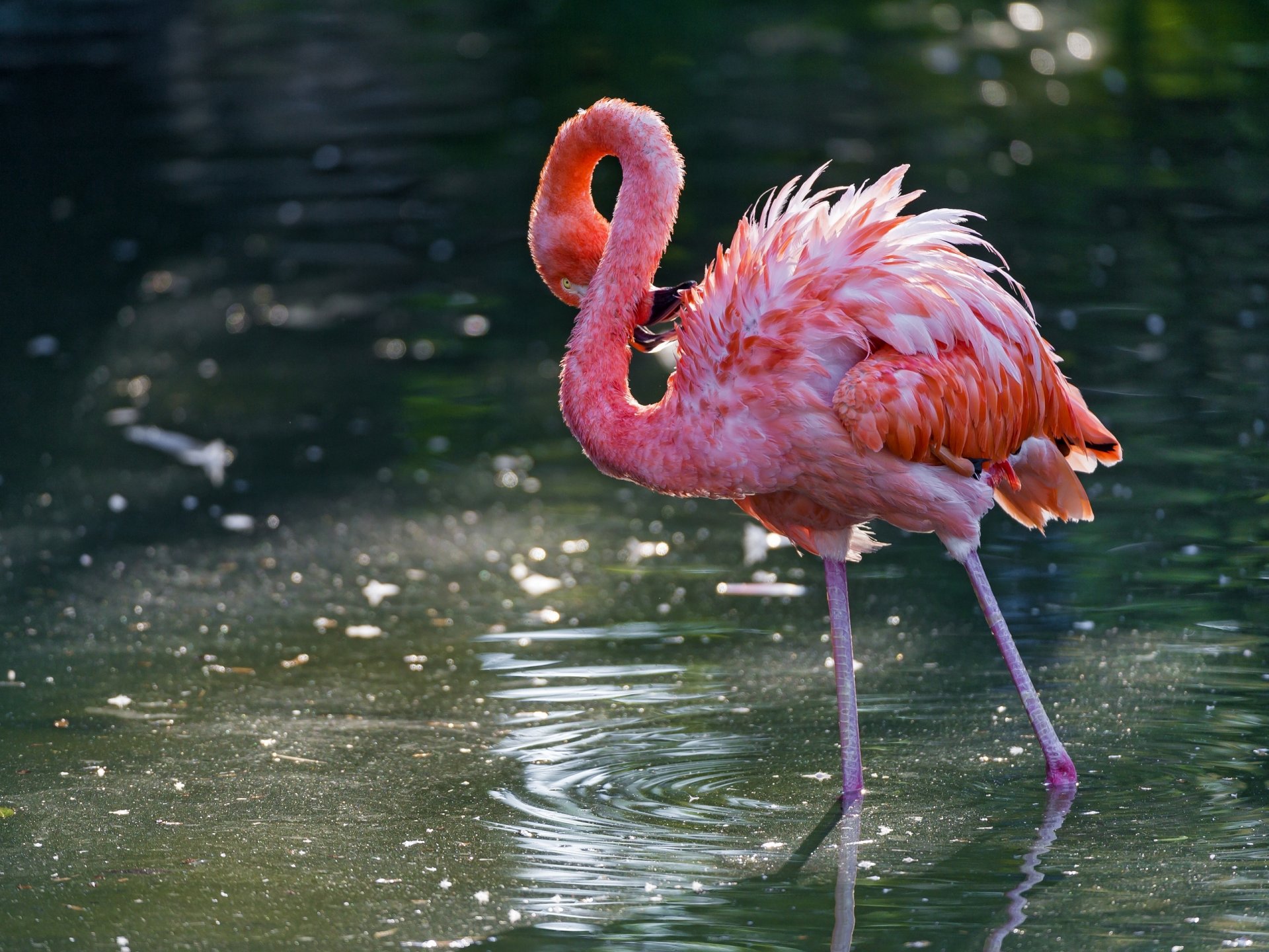 rosa flamingo vogel wasser