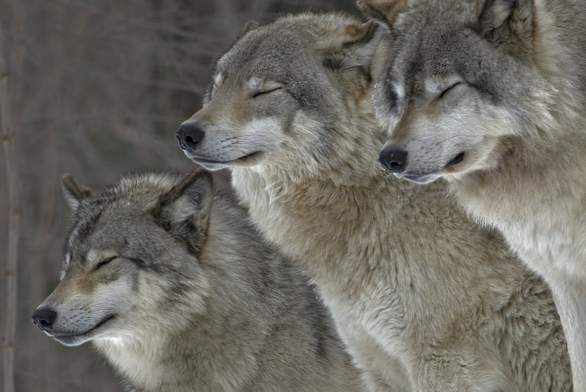 tiere wölfe pelz natur